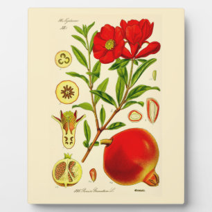 Pomegranaat Fotoplaat