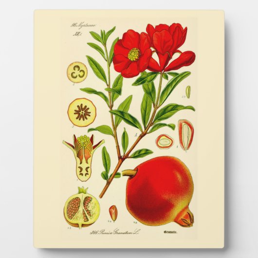 Pomegranaat Fotoplaat (Voorkant)