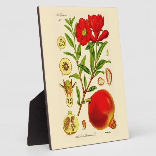 Pomegranaat Fotoplaat (Zijkant)