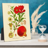 Pomegranaat Fotoplaat (Zijkant)