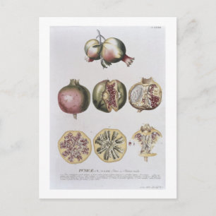 Pomegranaat, gegraveerd door Johann Jakob Haid (17 Briefkaart