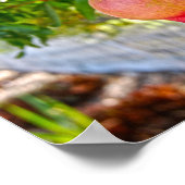 Pomegranaat in Sonoma, Californië Poster (Hoek)