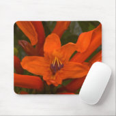 Pomegranaat Muismat (Met muis)