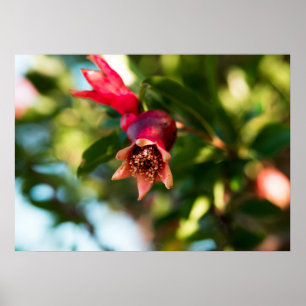 Pomegranaat Poster