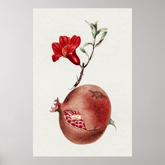  pomegranaat poster (Voorkant)