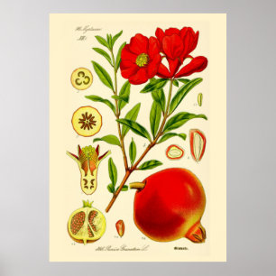Pomegranaat Poster