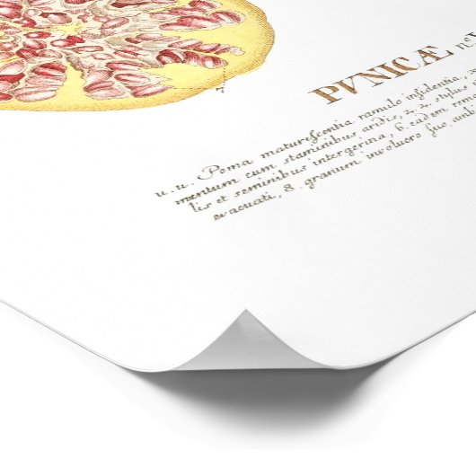 Pomegranaat Poster (Hoek)