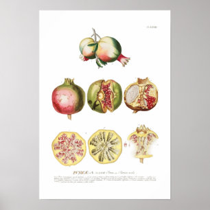 Pomegranaat Poster