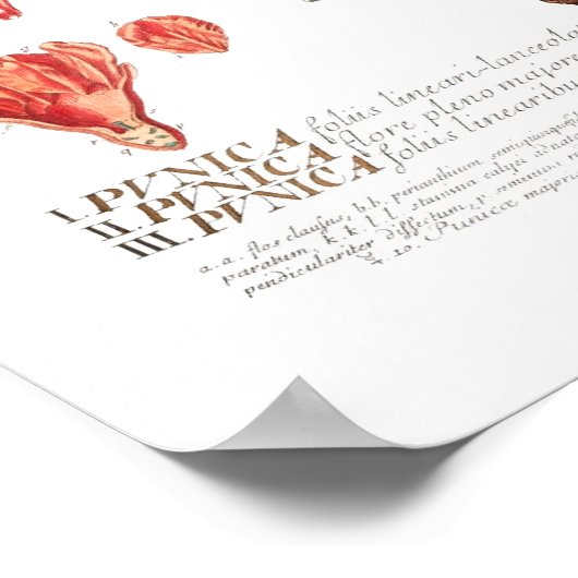 Pomegranaat Poster (Hoek)