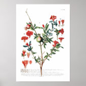 Pomegranaat Poster (Voorkant)