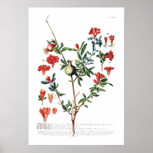Pomegranaat Poster