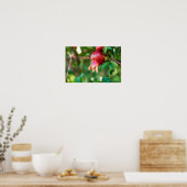 Pomegranaat Poster (Keuken)