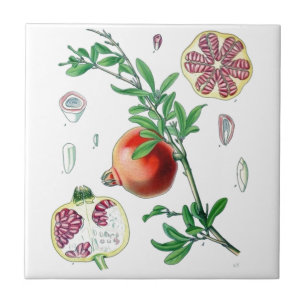 Pomegranaat Tegeltje