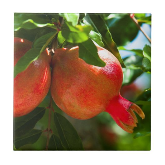 Pomegranaat Tegeltje (Voorkant)