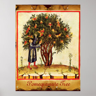 POMEGRANAAT TREE ANTIEK PARCHMENT POSTER