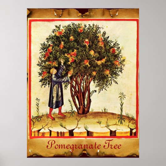 POMEGRANAAT TREE ANTIEK PARCHMENT POSTER (Voorkant)