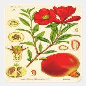 Pomegranaat Vierkante Sticker (Voorkant)