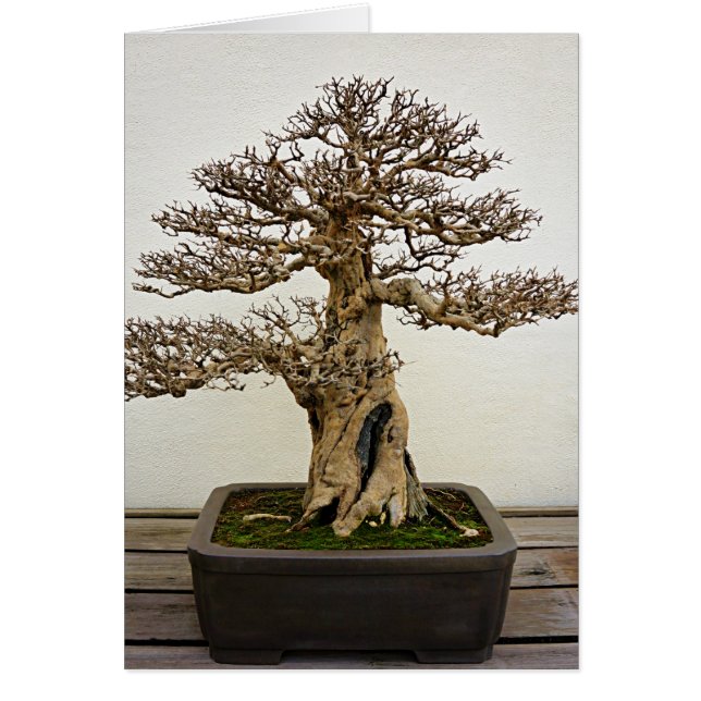 Pomegranate Bonsai-boom (Voorkant)