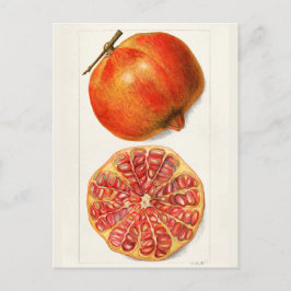 Pomegranaten (Punica Granatum) Briefkaart
