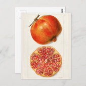 Pomegranaten (Punica Granatum) Briefkaart (Voorkant / Achterkant)
