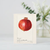 Pomegranaten (Punica Granatum) Briefkaart (Staand voorkant)