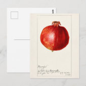 Pomegranaten (Punica Granatum) Briefkaart (Voorkant / Achterkant)
