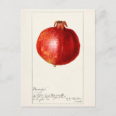 Pomegranaten (Punica Granatum) Briefkaart (Voorkant)