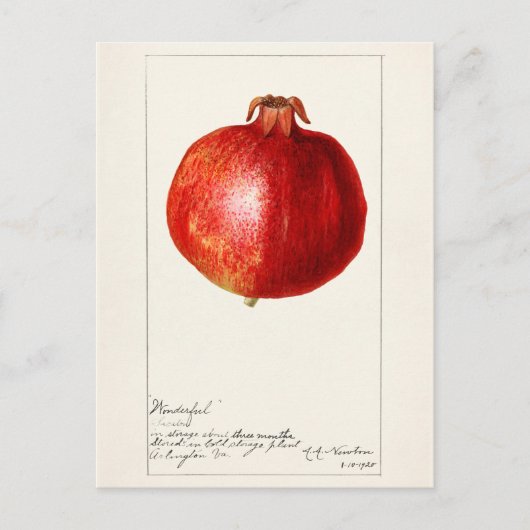 Pomegranaten (Punica Granatum) Briefkaart (Voorkant)