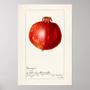 Pomegranaten (Punica Granatum) Poster