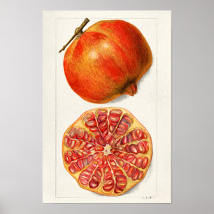 Pomegranaten (Punica Granatum) Poster