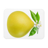 Pomelo op een tak magneet (Horizontaal)