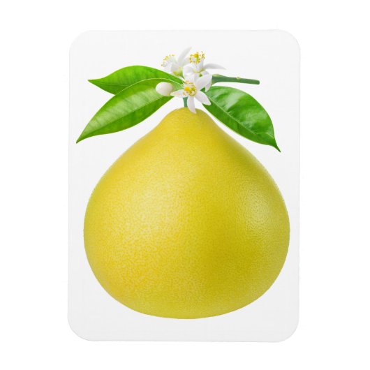 Pomelo op een tak magneet (Verticaal)