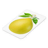 Pomelo op een tak magneet (Linkerzijde)