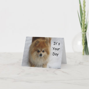 POMERANIAN BIRTHDAY GREETINGS KAART