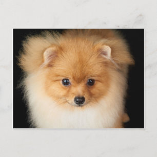 Pomeranian Briefkaart