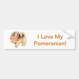 Pomeranian Bumpersticker