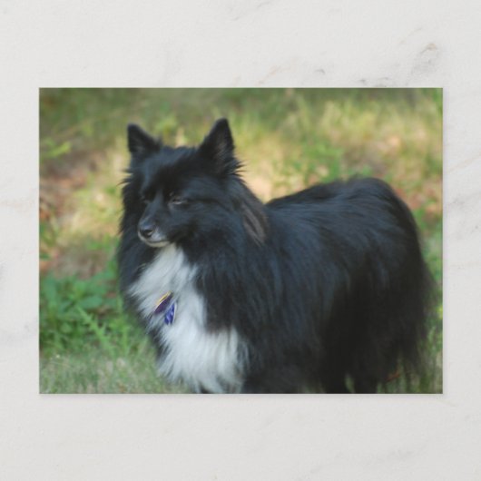 Pomeranian Dog Briefkaart (Voorkant)