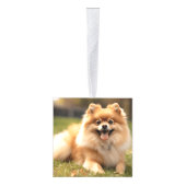 Pomeranian Dog Two Photo Christmas Holiday Decoratie (Rechts)