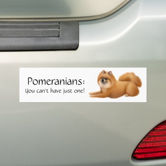 Pomeranian Dogs Bumpersticker (Op auto)