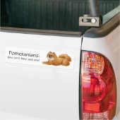 Pomeranian Dogs Bumpersticker (Op Truck)