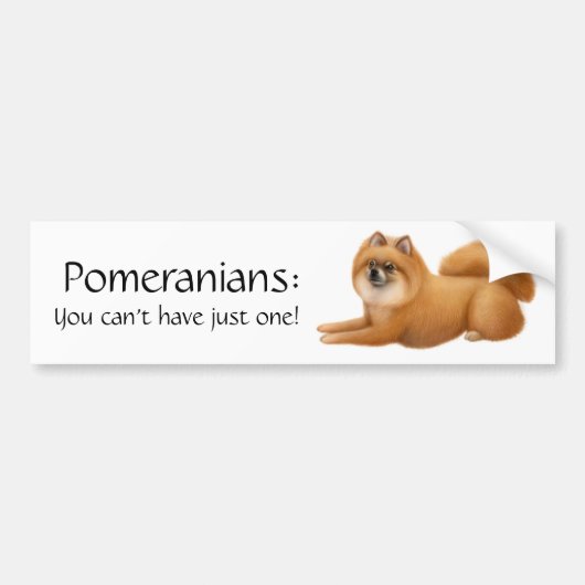 Pomeranian Dogs Bumpersticker (Voorkant)