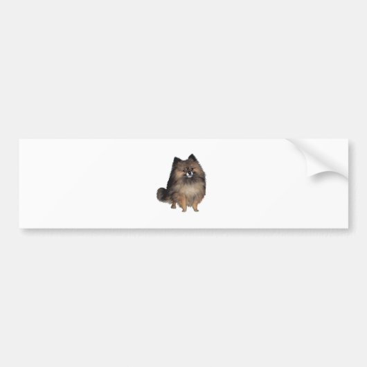 Pomeranian - gestreept bumpersticker (Voorkant)