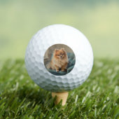 Pomeranian Golfballen (Insitu Shirt)