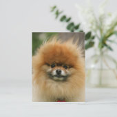 Pomeranian Headshot die Camera bekijken Briefkaart (Staand voorkant)