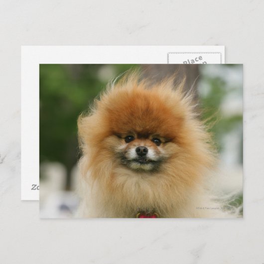 Pomeranian Headshot die Camera bekijkt Briefkaart (Voorkant / Achterkant)