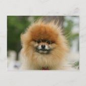 Pomeranian Headshot die Camera bekijkt Briefkaart (Voorkant)