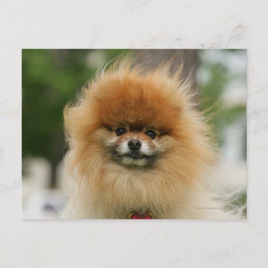 Pomeranian Headshot die Camera bekijkt Briefkaart (Voorkant)