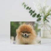 Pomeranian Headshot die Camera bekijkt Briefkaart (Staand voorkant)