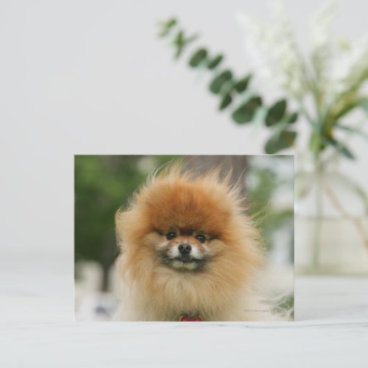 Pomeranian Headshot die Camera bekijkt Briefkaart (Staand voorkant)