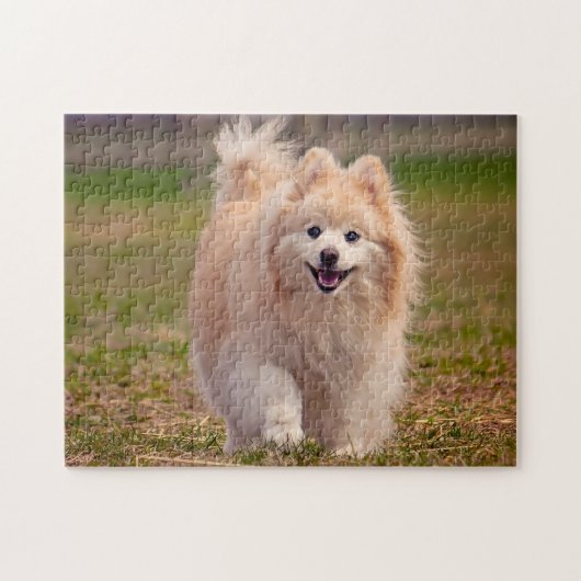 Pomeranian hond. legpuzzel (Horizontaal)